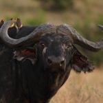 A group of small cute birds sitting on the back of a magnificent black buffalo