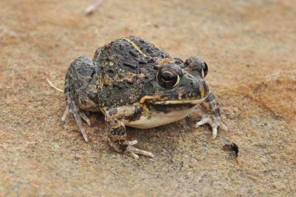 Tremolo-Sand-Frog