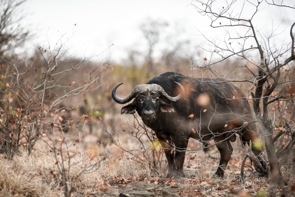 An african buffalo staring on the camera with a blurred background