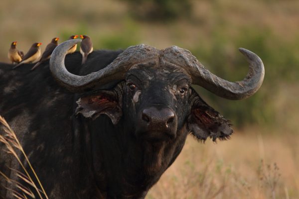 A group of small cute birds sitting on the back of a magnificent black buffalo