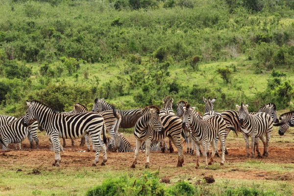 A herd of beautiful zebras on the grass covered fields near a hill in the forest