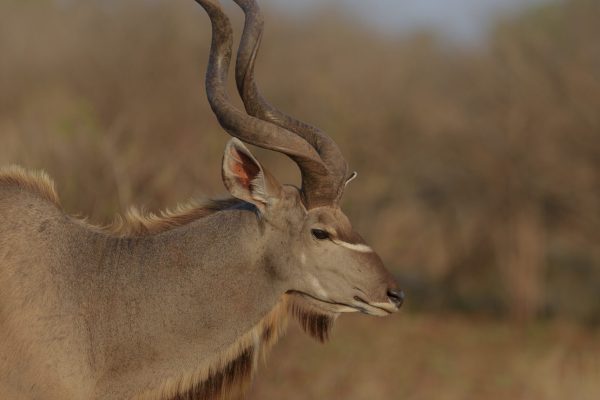 A vertical shot of a kudu from the side with a blurred background